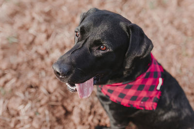 Close-up of dog looking away