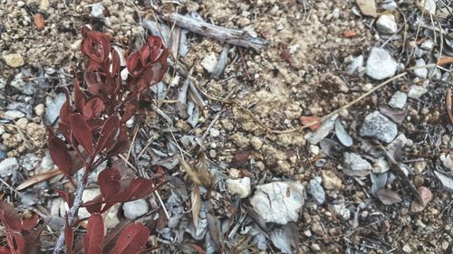 Close-up of dry autumn leaves