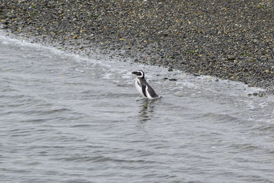 High angle view of bird swimming in sea