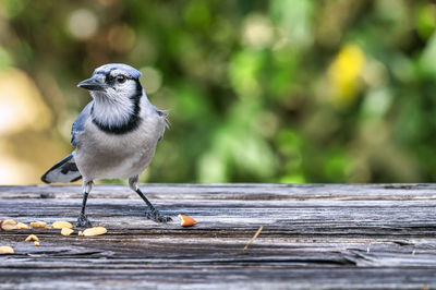 Close-up of bird perching on wood