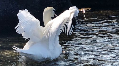 Swans in a lake