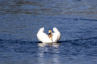 A graceful mute swan - cygnus olor