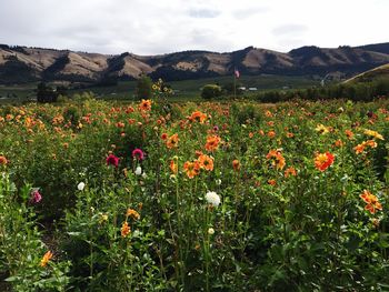 Flowers growing in field