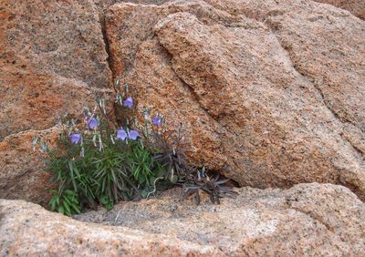 Close-up of plants growing on rock