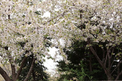 Cherry blossoms in spring