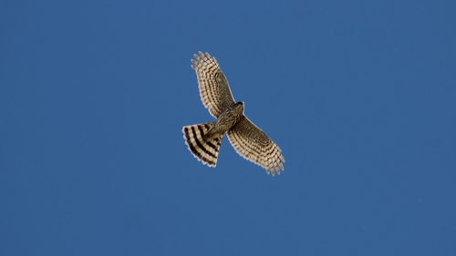 Low angle view of cooper hawk flying against clear sky
