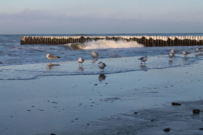 Birds in lake