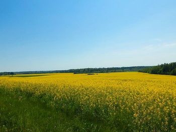 Yellow flowers in field