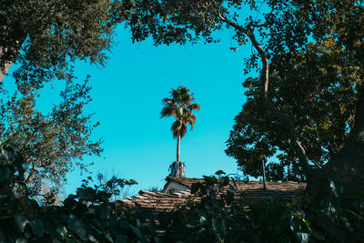 Low angle view of plants against sky