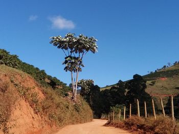 Plants and trees against clear blue sky