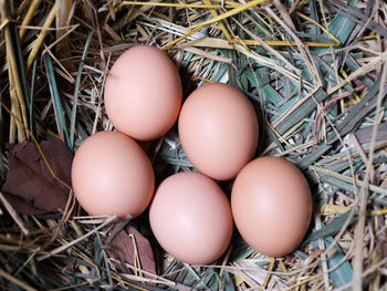 High angle view of eggs in nest