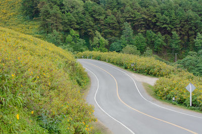 Road amidst trees in forest