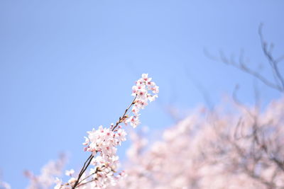 Low angle view of cherry blossoms against sky