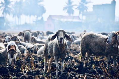 Sheep standing in a field