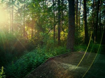 Sunlight streaming through trees in forest