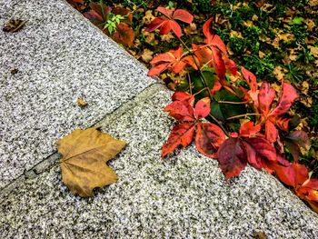 High angle view of maple leaf on tree during autumn