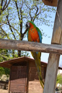 Low angle view of parrot perching on tree