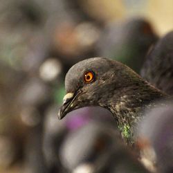 Close-up of bird