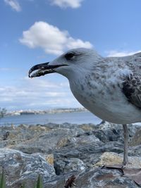 Close-up of seagull on rocks