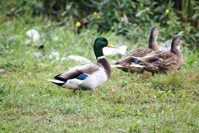 Ducks on a field