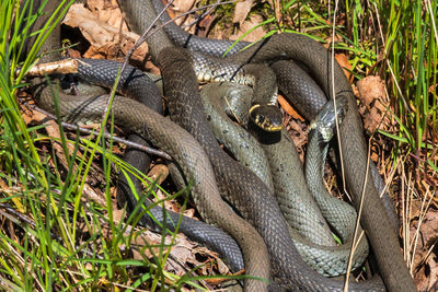 High angle view of snake