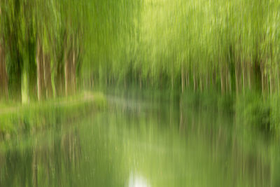 Full frame shot of trees on field