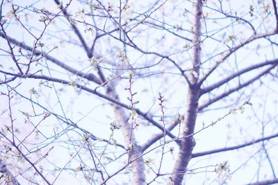 Low angle view of bare tree against sky