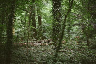 Trees in forest