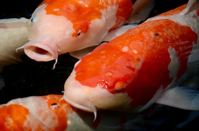 Close-up of crab in plate