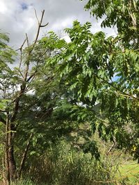 Low angle view of trees against sky