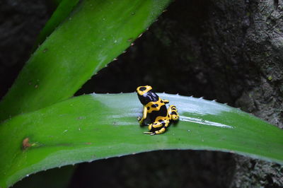 Close-up of insect on leaf