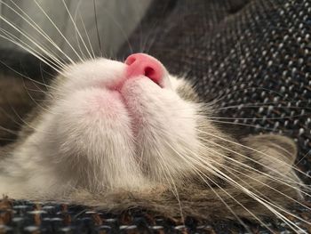 Close-up of cat yawning