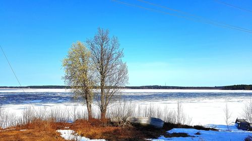 Plants by trees against clear blue sky during winter