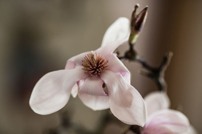 Close-up of pink flower growing on plant