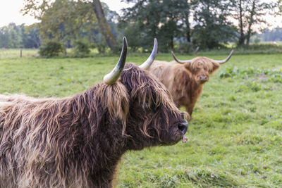 Cow standing on field