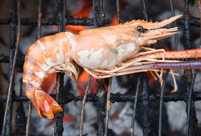 Close-up of seafood in cage.prawm