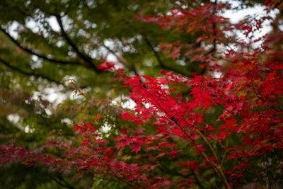 Low angle view of tree