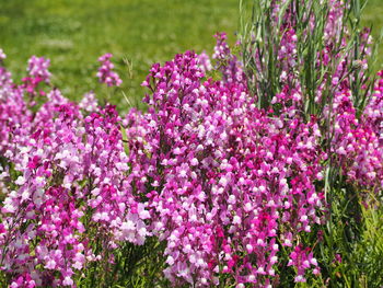 Close-up of pink flowering plant in field