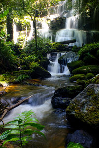 Scenic view of waterfall in forest