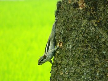 Close-up of an animal