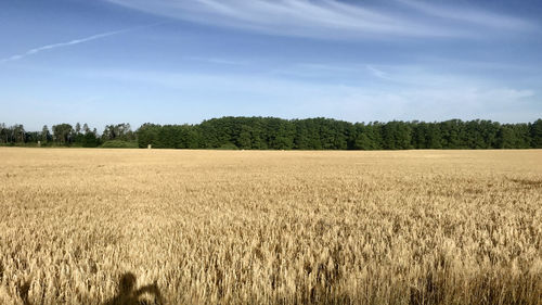 Scenic view of agricultural field against sky