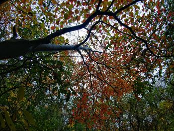 Low angle view of trees in autumn