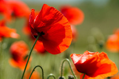 Close-up of red poppy flower