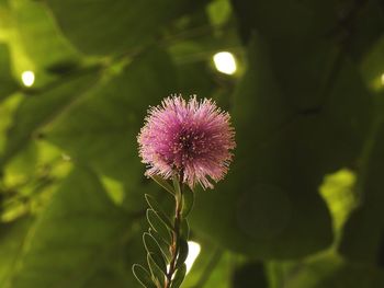 Close-up of pink flowering plant