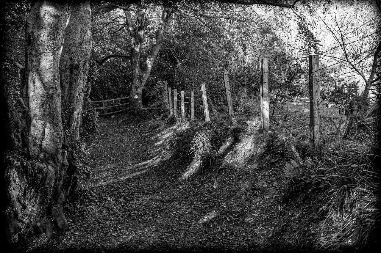 FULL FRAME SHOT OF TREES