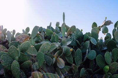 Close-up of succulent plant on field against sky