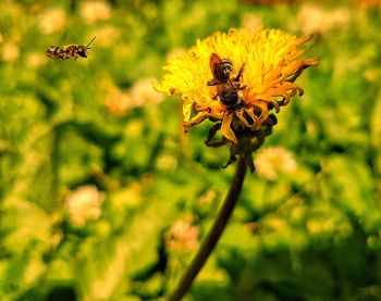 Close-up of bee pollinating on yellow flower