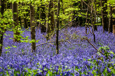 Close-up of purple flowering plants on field