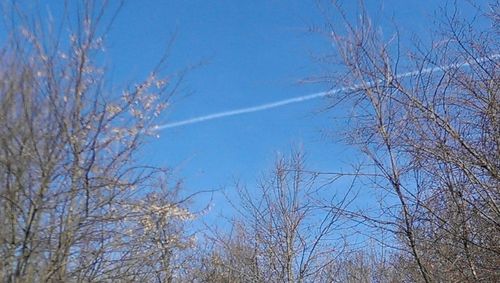 Low angle view of bare trees against blue sky