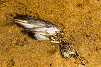 High angle view of bird on sand